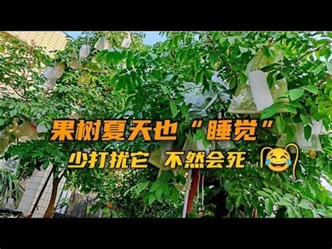 不用常澆水的果樹|15種「懶人也種不死」的新手必選植物 「不用每天顧。